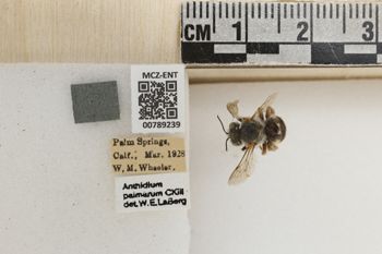 Media type: image;   Entomology 789239 Aspect: Labels